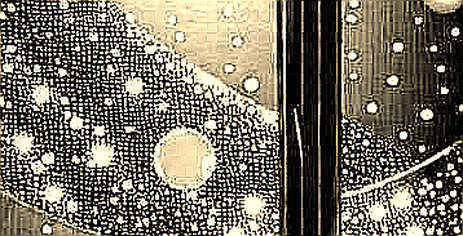The Null Hypothesis: When a Blockchain Project Offers Zero Data, Smart Money Walks
